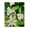 Stupell Industries Blooming White Tropical Flowers Canvas By Susan Arnot